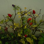 008-estos-chiles-estan-en-la-casa-de-gerardo---pican-un-poco