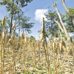 morazan9